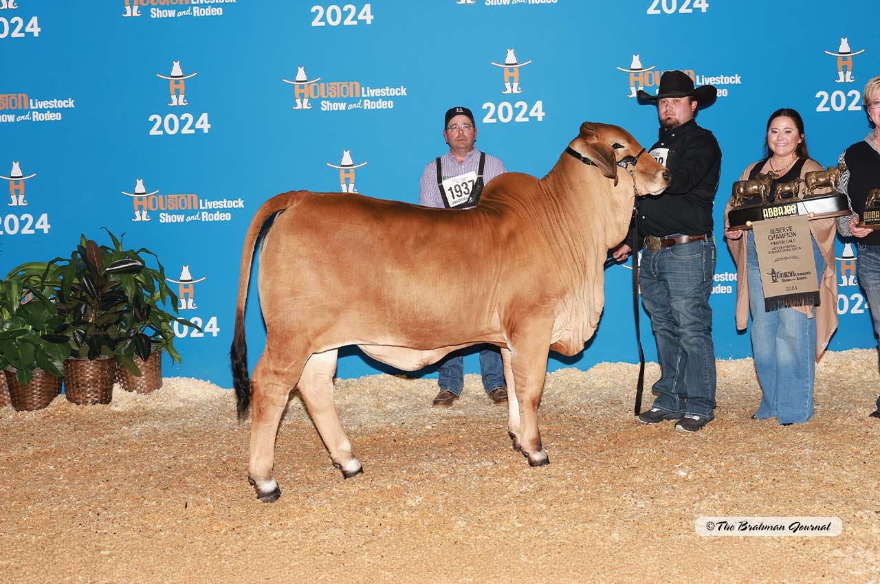 2024 ABBA INTERNATIONAL BRAHMAN SHOW IN HLSR Herzog Cattle 2024 ABBA INTERNATIONAL BRAHMAN SHOW IN HLSR Herzog Cattle